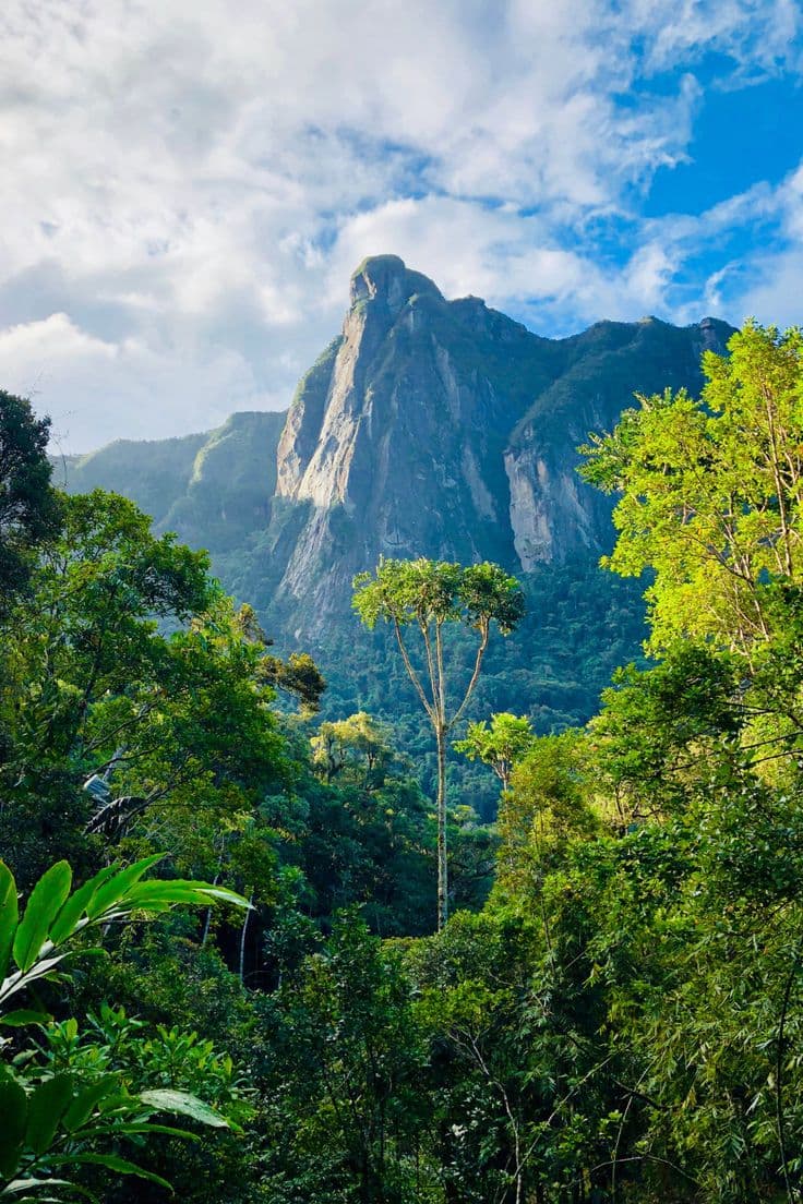 Madagascar en danger : pourquoi nos forêts disparaissent et comment agir